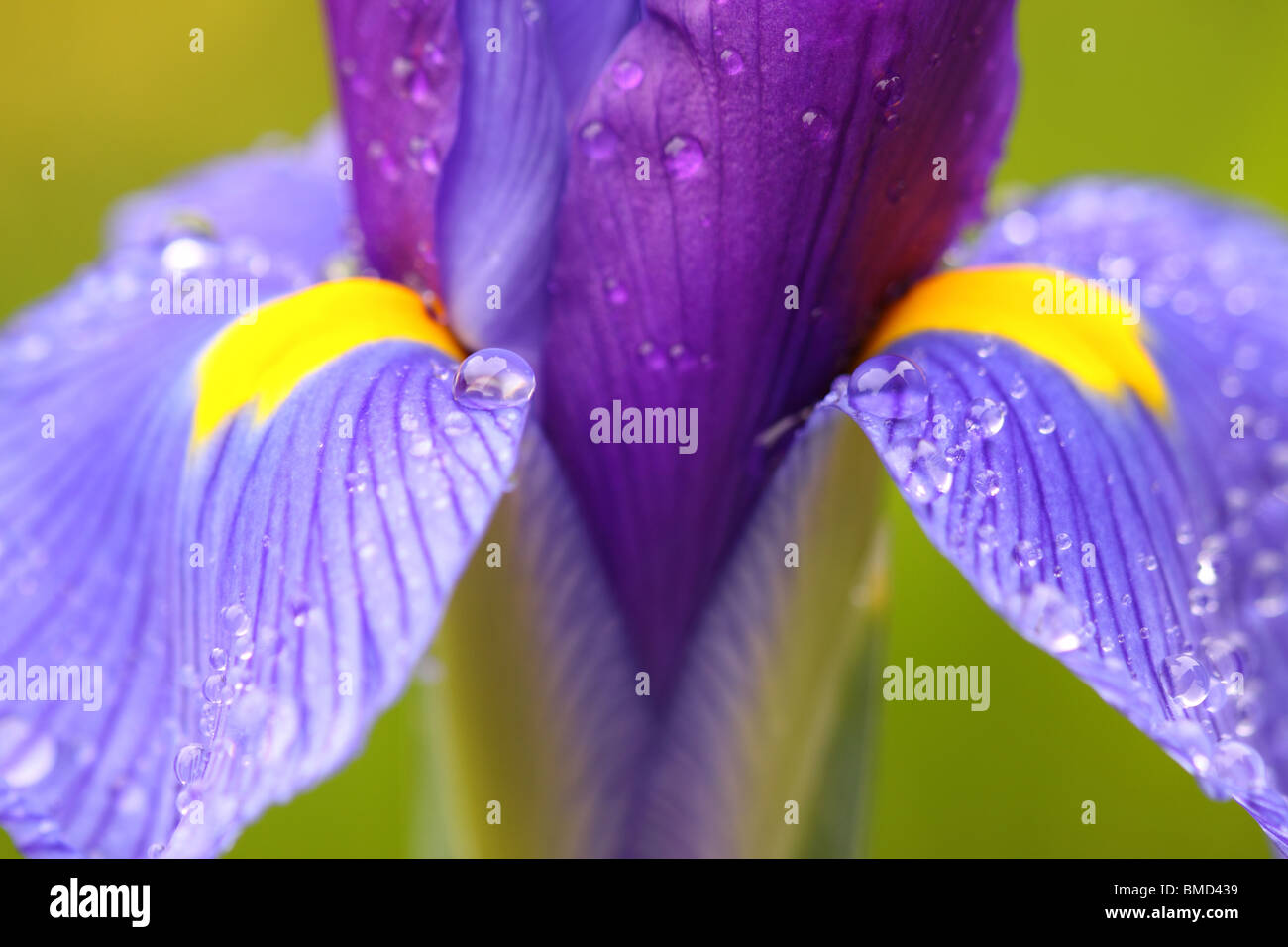 Iris blu fiore con petali di colore giallo e le gocce di pioggia nel giugno del Regno Unito Foto Stock