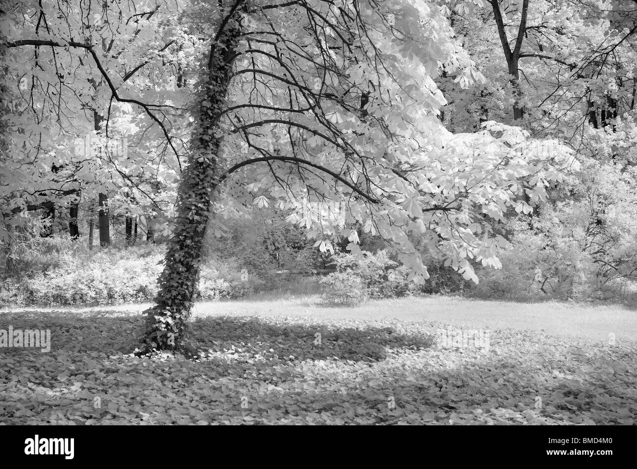 Paesaggio - fotografia a infrarossi Foto Stock