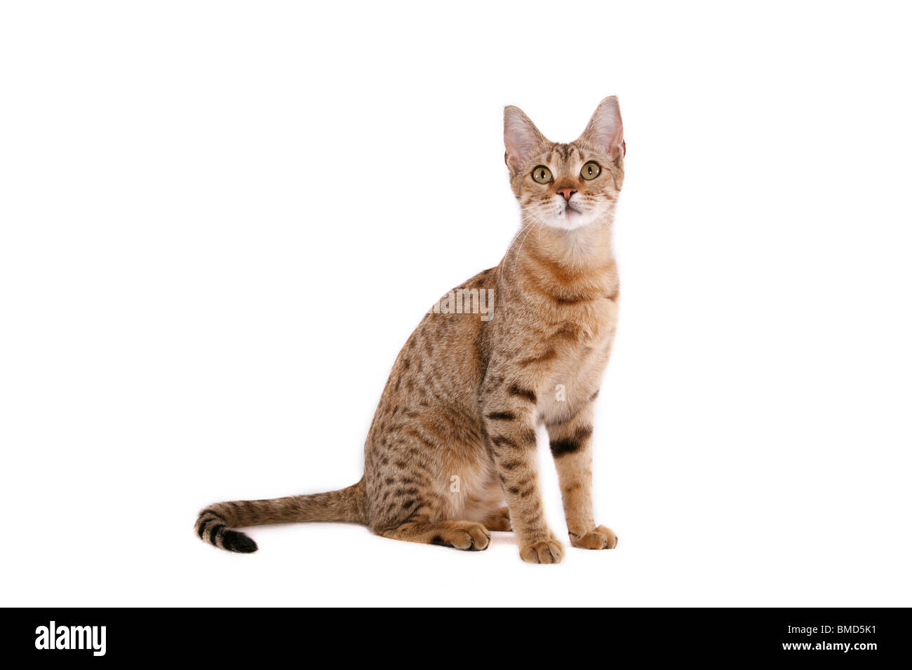 Sitzende Ocicat / seduta Ocicat Foto Stock