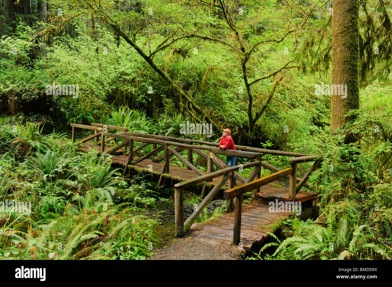 L'uomo sul ponte di legno, il Parco Nazionale di Redwood in California Foto Stock