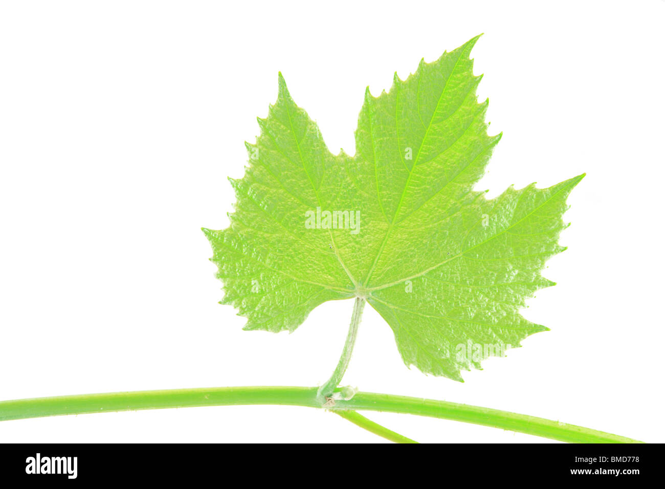 Verde foglia di vite su sfondo bianco Foto Stock