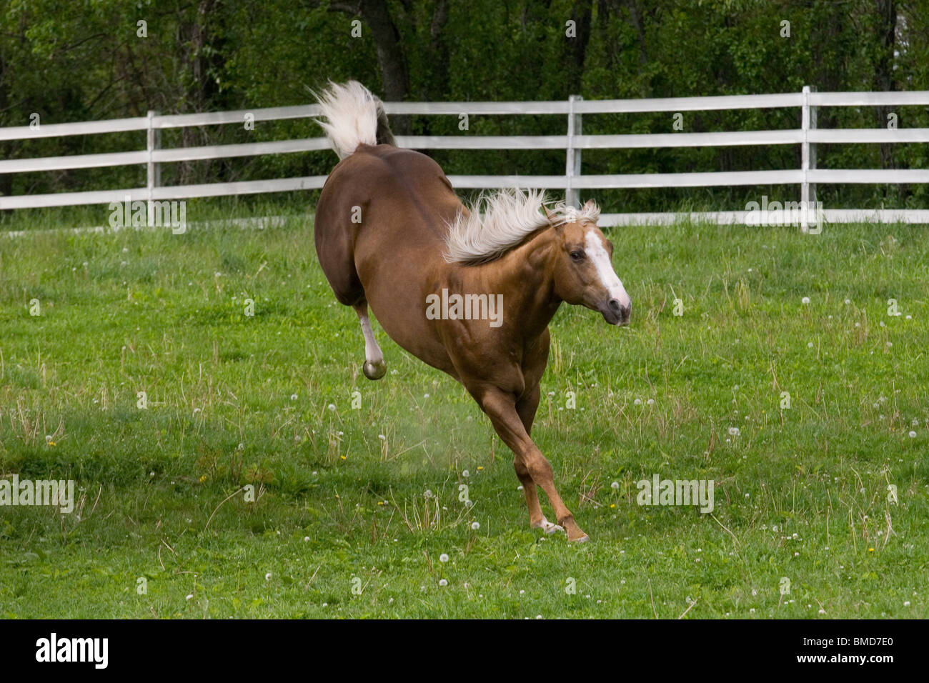 Palomino stallion a strappi in un pascolo Foto Stock