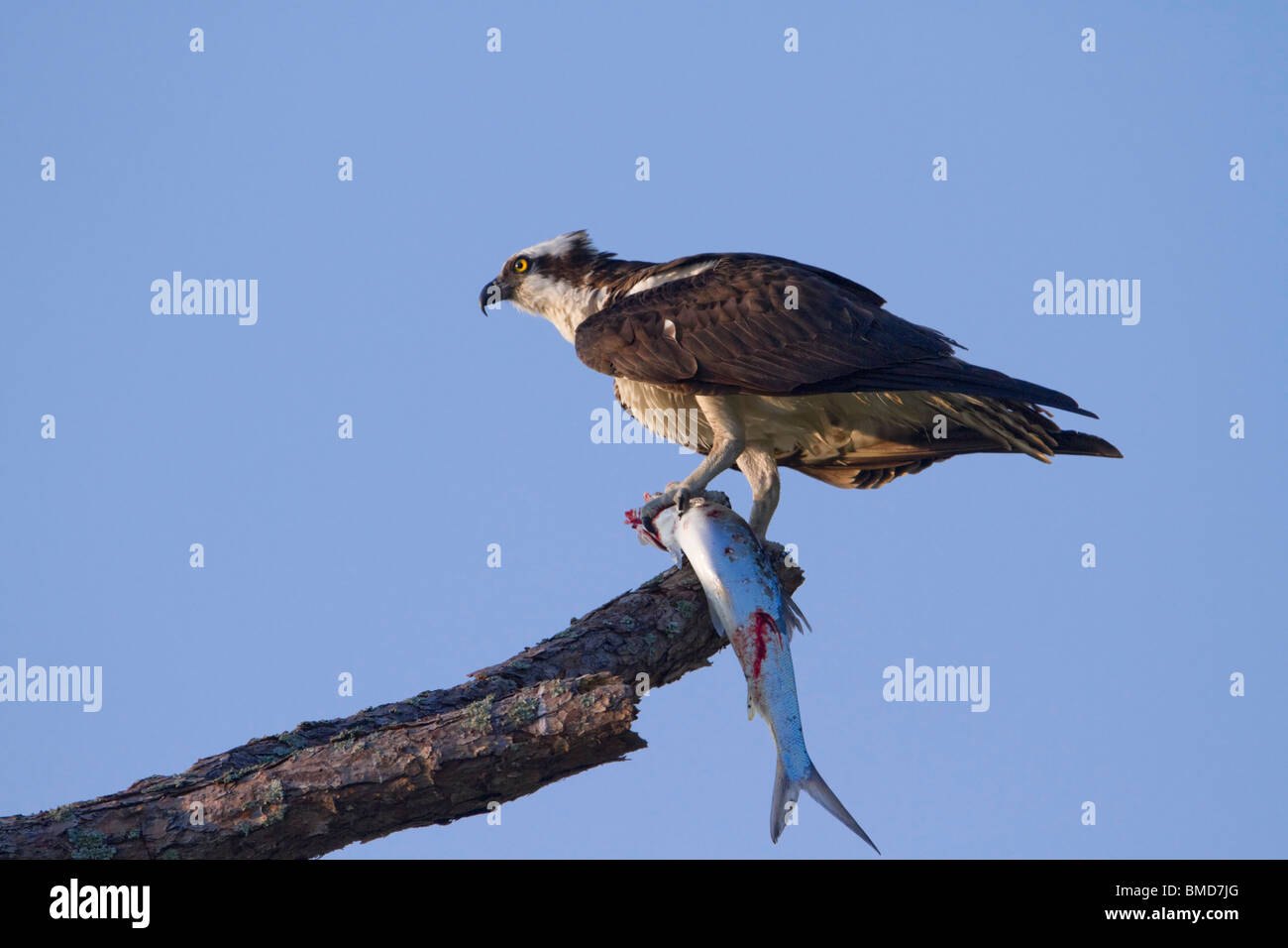 Falco pescatore (Pandion haliaetus) con un pesce pescato. Foto Stock