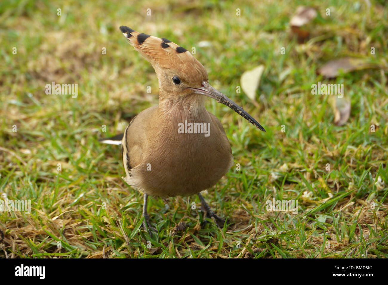 Israele, upupa, (Upupa epops) Israele uccello nazionale Foto Stock