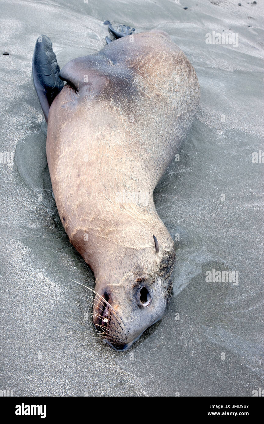 Immaturo Sea Lion 'yearling' deceduto, spiaggia. Foto Stock