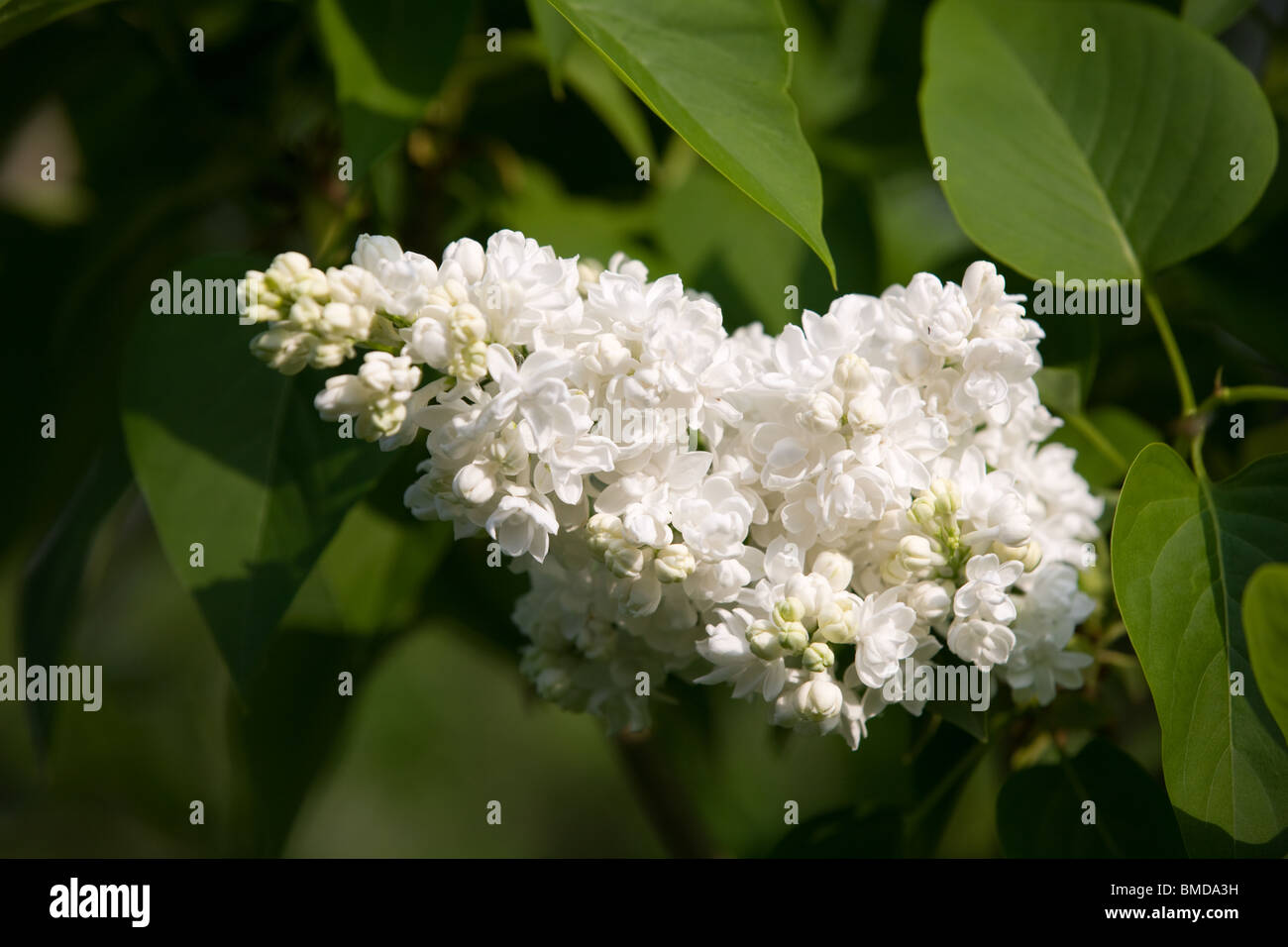 Bianco di Syringa vulgaris o lilla fioritura Foto Stock