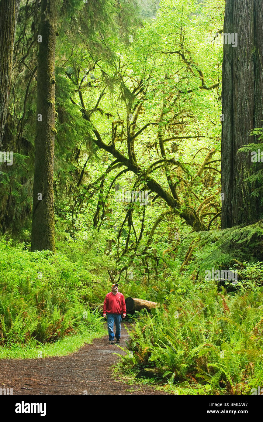 Escursionista, Parco Nazionale di Redwood in California Foto Stock