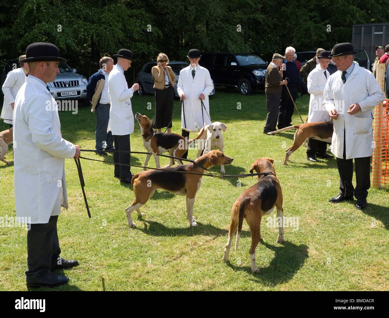 Fox hound proprietari in camici e Bowler Hats con i loro cani in attesa di andare in un anello di mostrare a una fiera di paese Foto Stock
