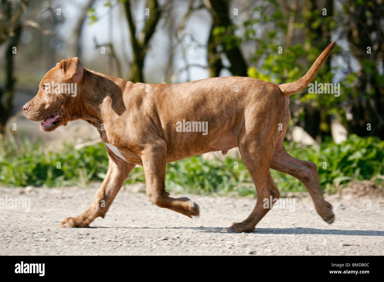 L'American Pit Bull Terrier Welpe / cucciolo Foto Stock