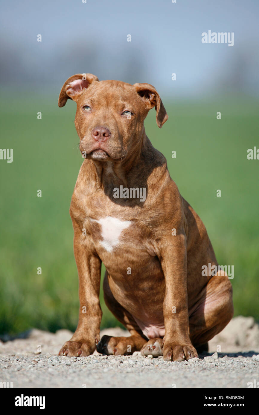 L'American Pit Bull Terrier Welpe / cucciolo Foto Stock