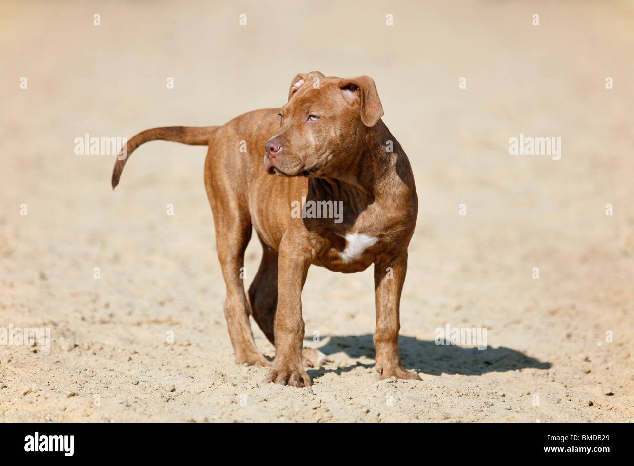 L'American Pit Bull Terrier Welpe / cucciolo Foto Stock
