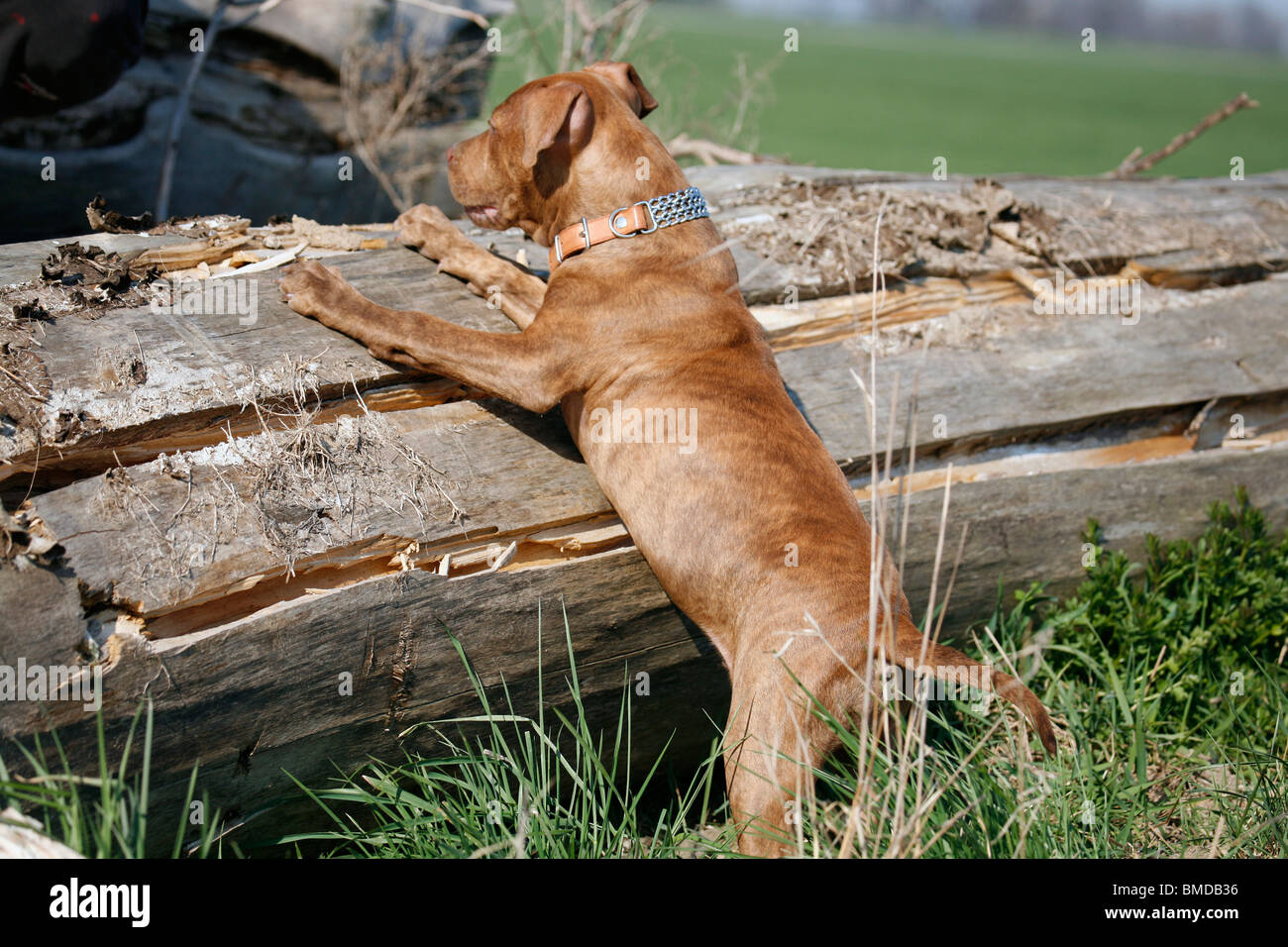 L'American Pit Bull Terrier Welpe / cucciolo Foto Stock