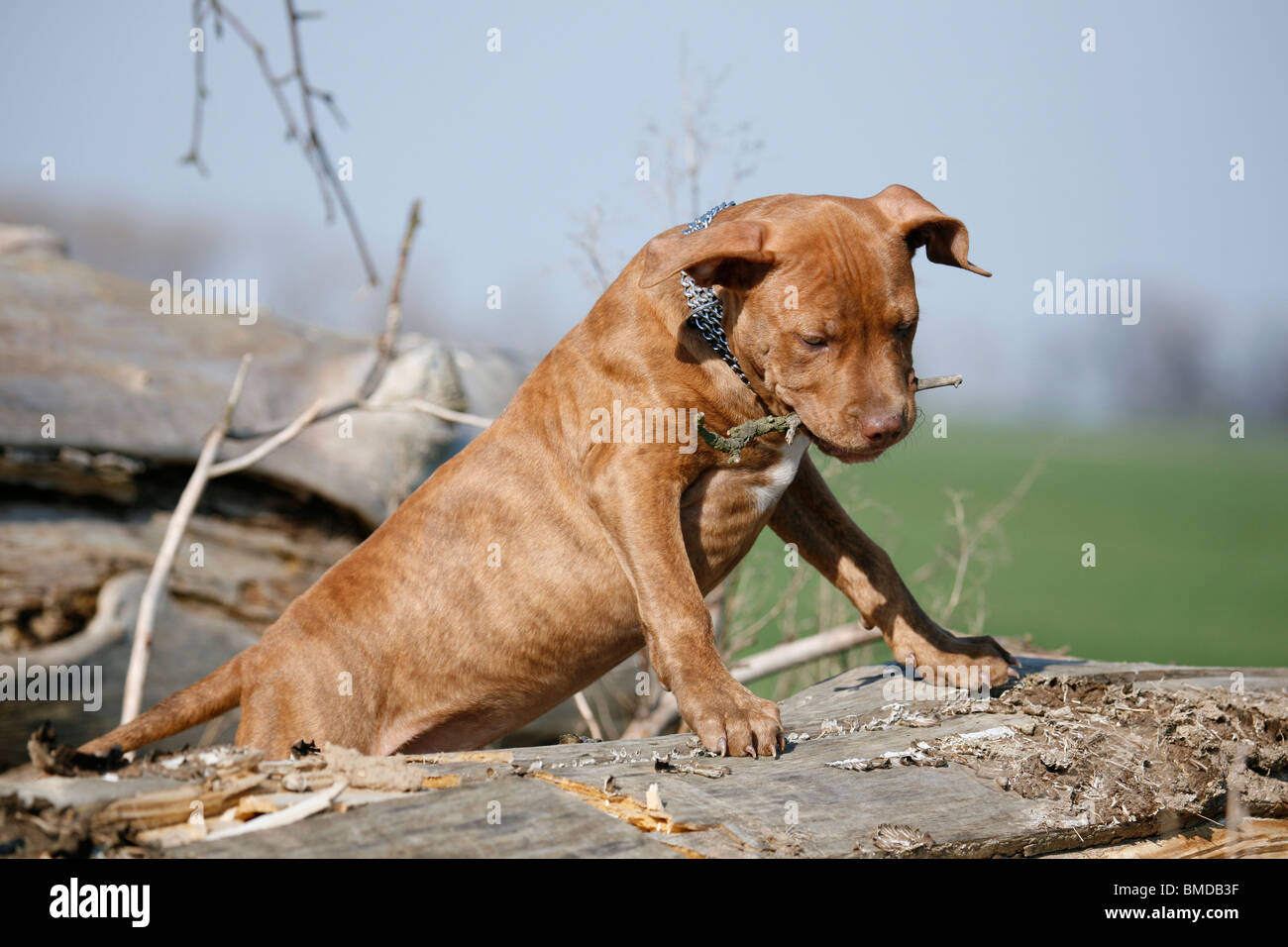 L'American Pit Bull Terrier Welpe / cucciolo Foto Stock
