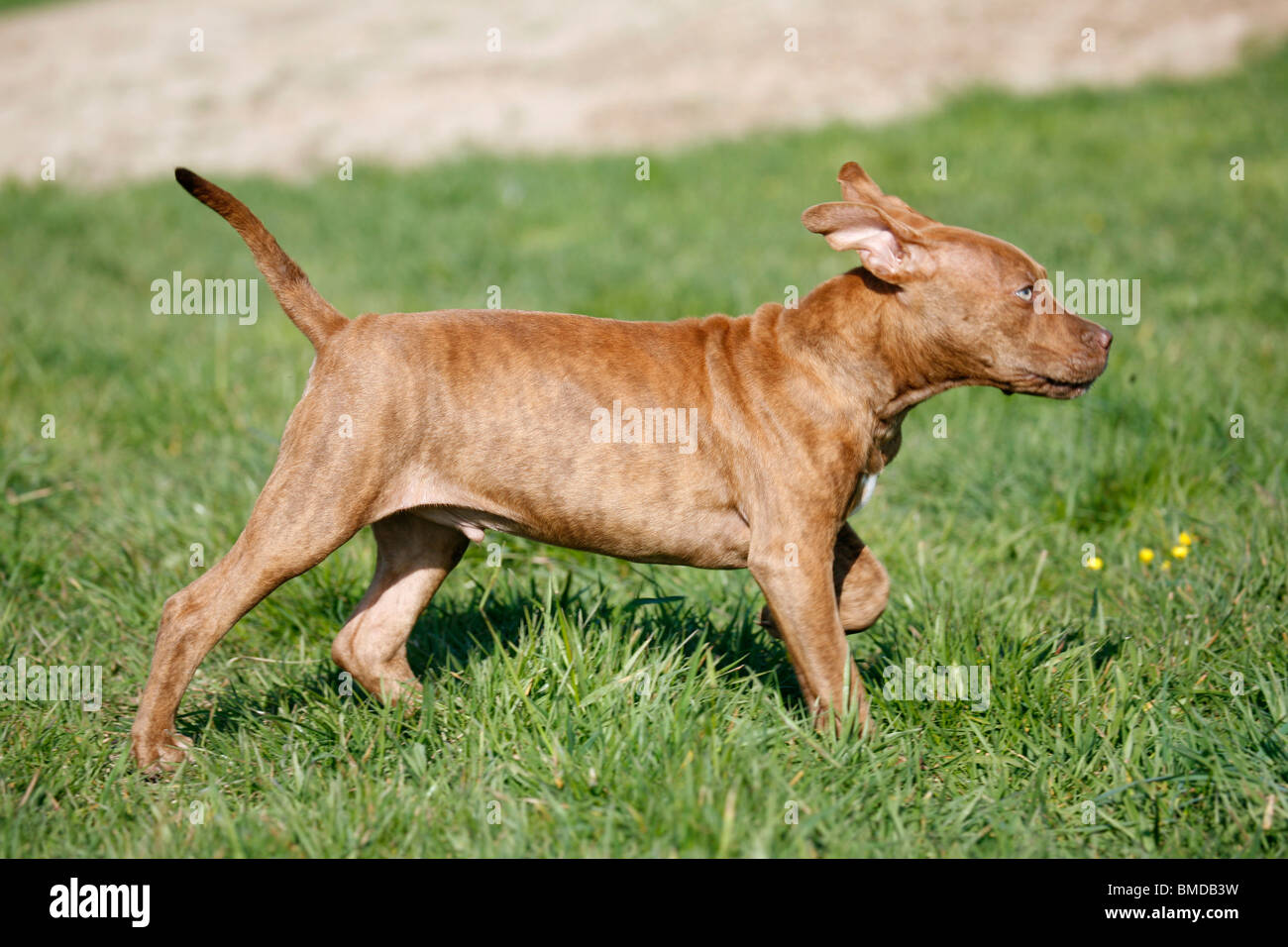 L'American Pit Bull Terrier Welpe / cucciolo Foto Stock