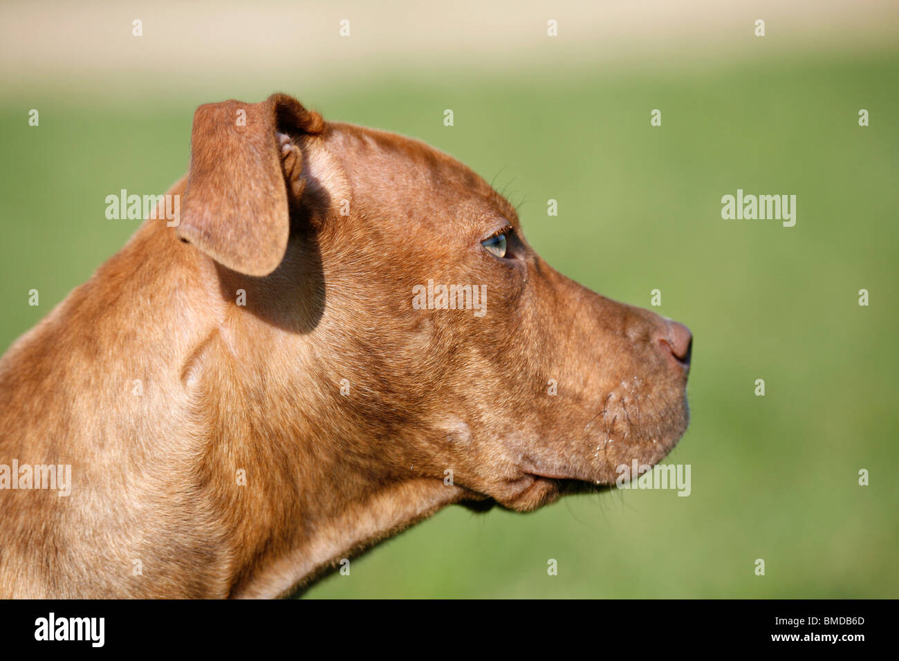 L'American Pit Bull Terrier Welpe / cucciolo Foto Stock