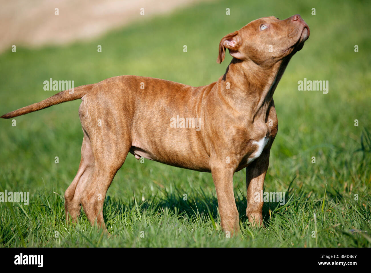L'American Pit Bull Terrier Welpe / cucciolo Foto Stock