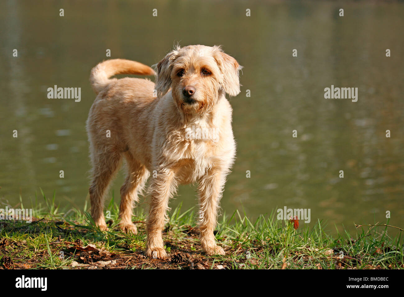 Mischling / cane ccrossbreed Foto Stock