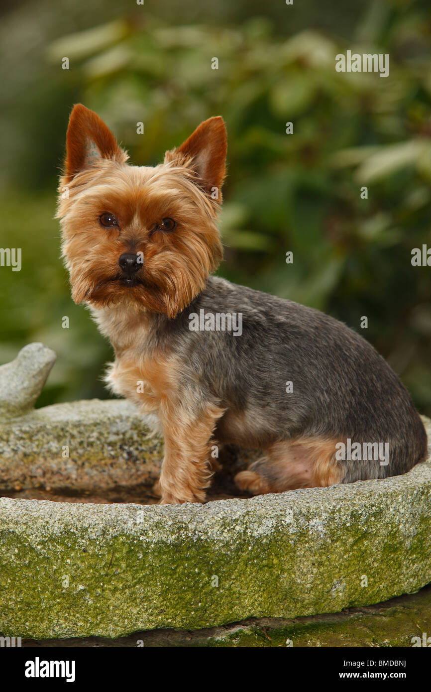 Yorkshire Terrier / tagliata, laterale Foto Stock