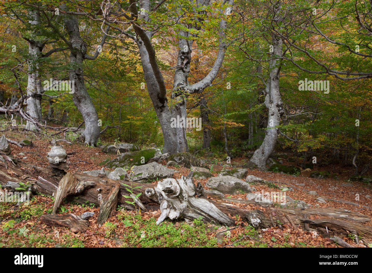 Molières Valley, Valle de Arán, Lleida, Spagna / Valle de Molières, Vall d'Aran, Lleida, España Foto Stock