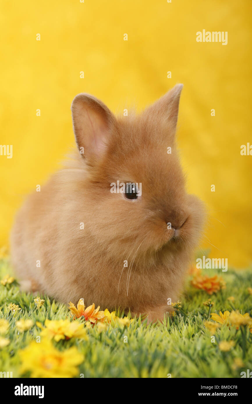 Löwenmähnenzwerg / coniglietto pigmeo Foto Stock