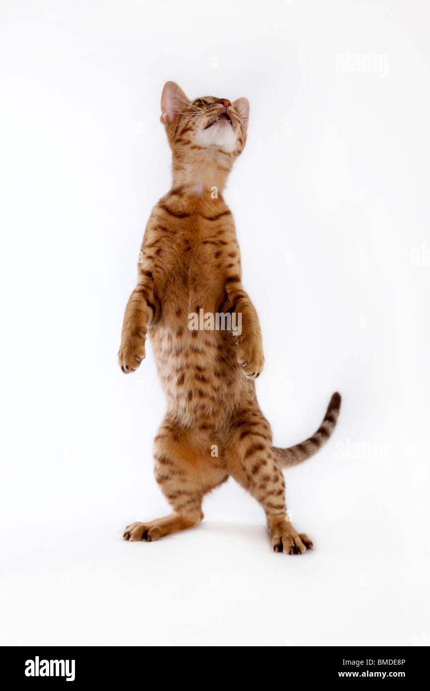 Stehende Ocicat / Ocicat permanente Foto Stock