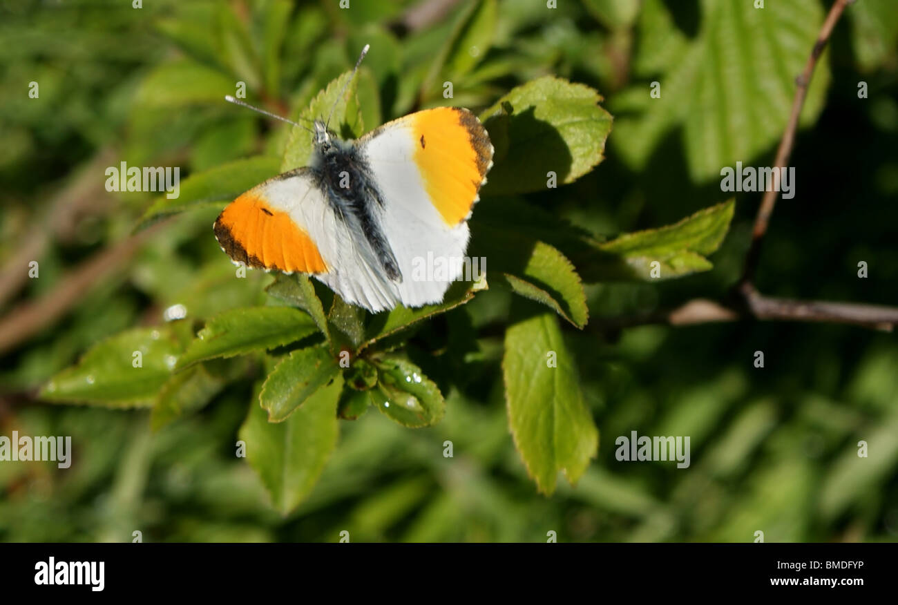 Una punta di colore arancione farfalla (Anthocharis cardamines) che si è appena insediato su una pianta. Foto Stock