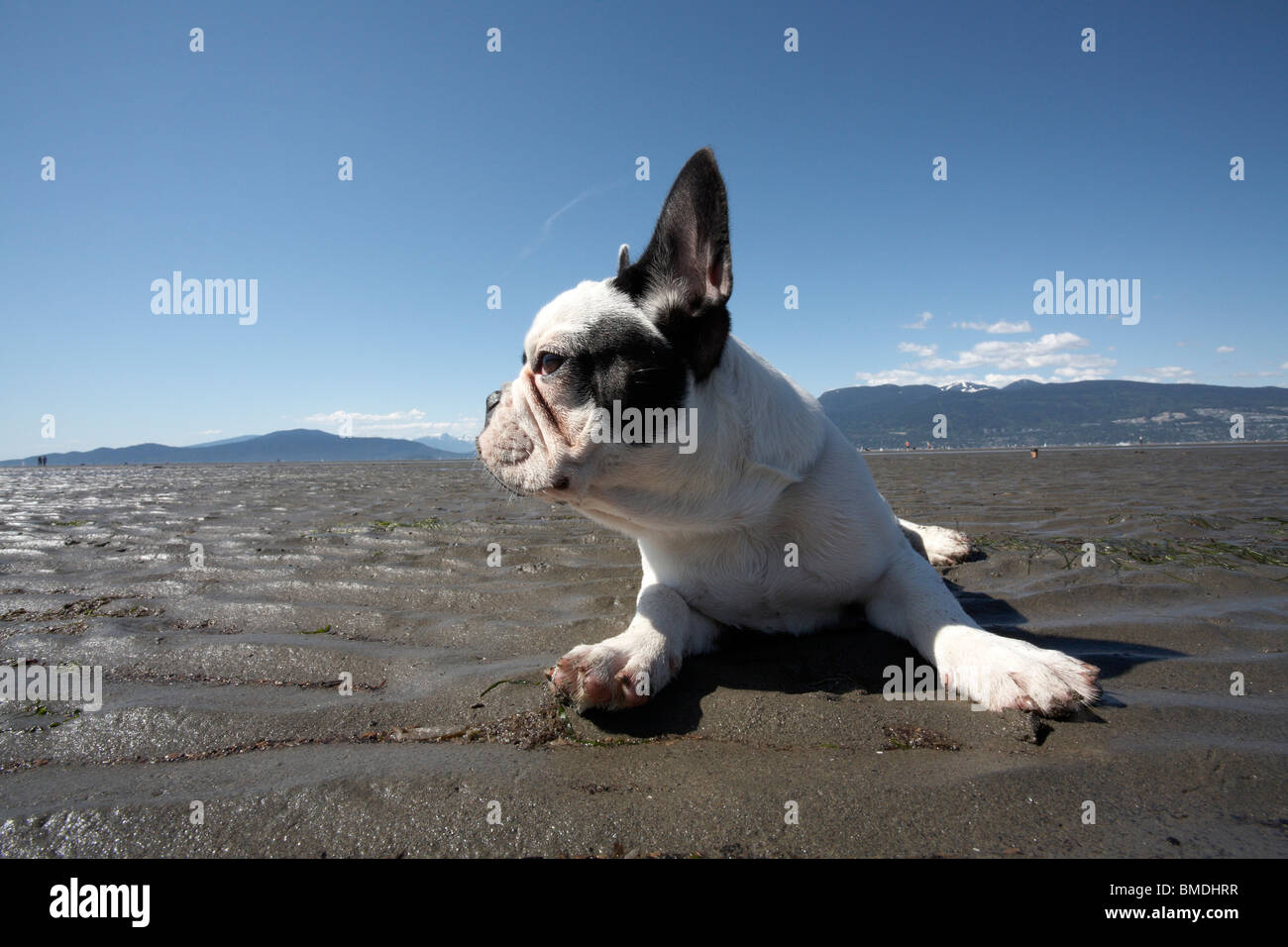 Ritratto di bulldog francese che giace sulla spiaggia Foto Stock