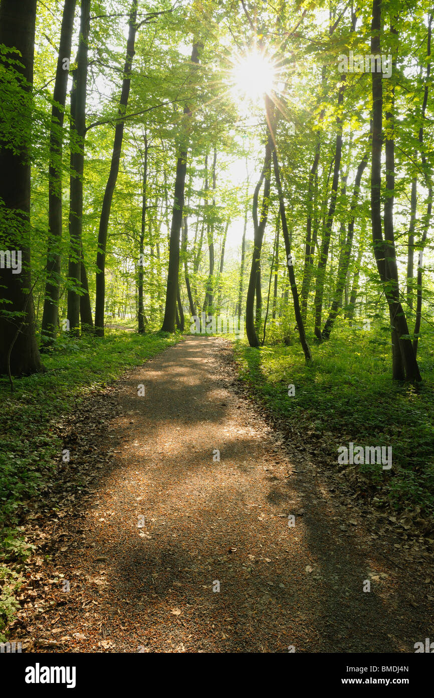 Percorso attraverso il bosco di faggio in primavera, Parco Nazionale Hainich, Turingia, Germania Foto Stock