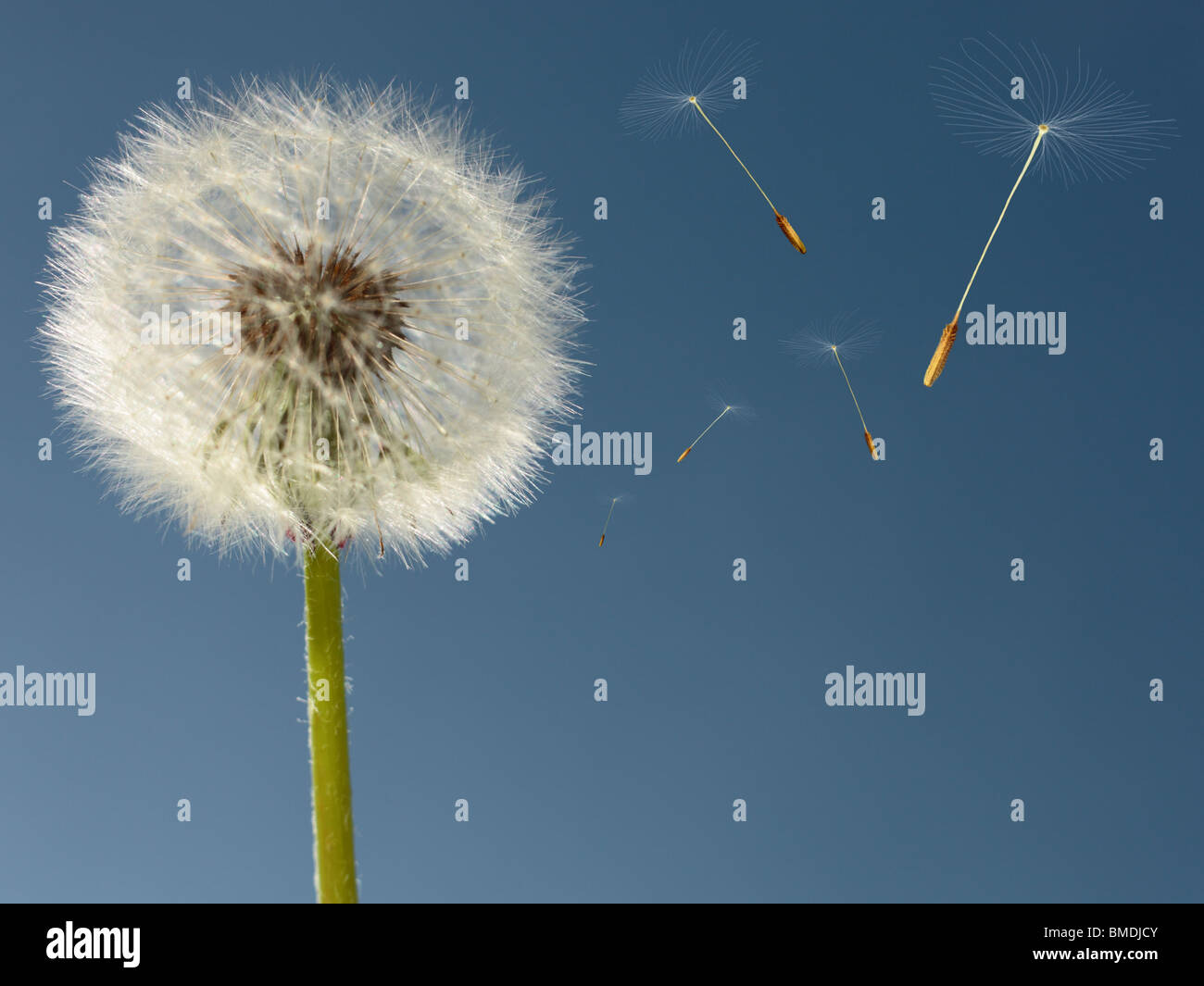 Testa di tarassaco close up con aggiunto digitalmente semi set contro un cielo blu senza nuvole. Foto Stock