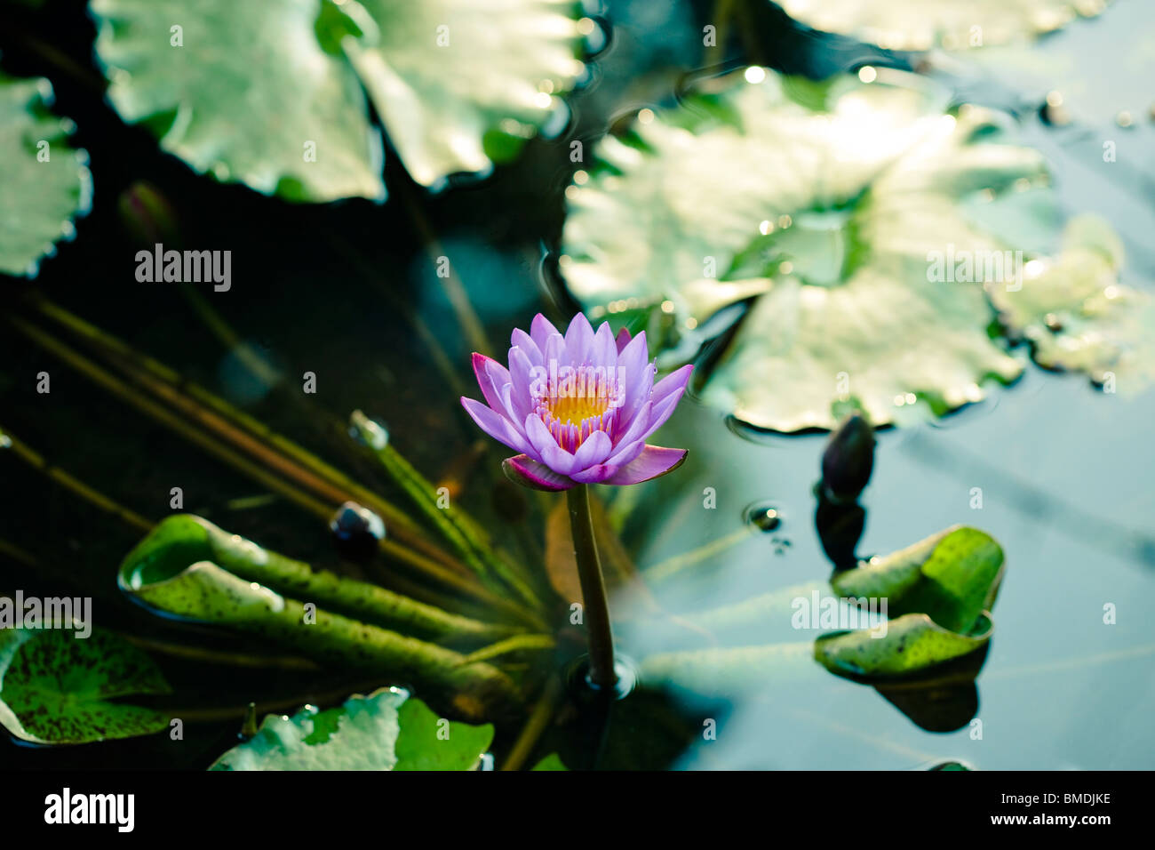Fiore di Loto in stagno Foto Stock