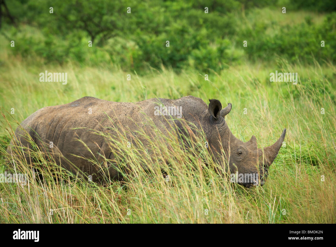 Rhinoceros a Hluhluwe Umfolozi Game Reserve. Northern KwaZulu Natal, Sud Africa Foto Stock