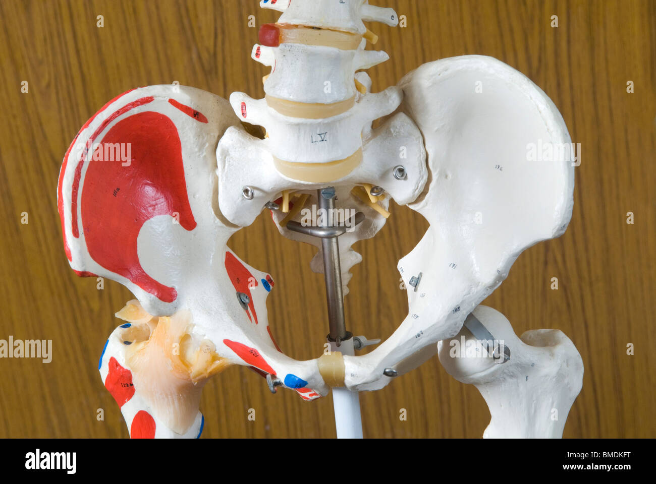 Primo piano di un modello di scheletro a Beirut università araba Libano Medio Oriente Foto Stock