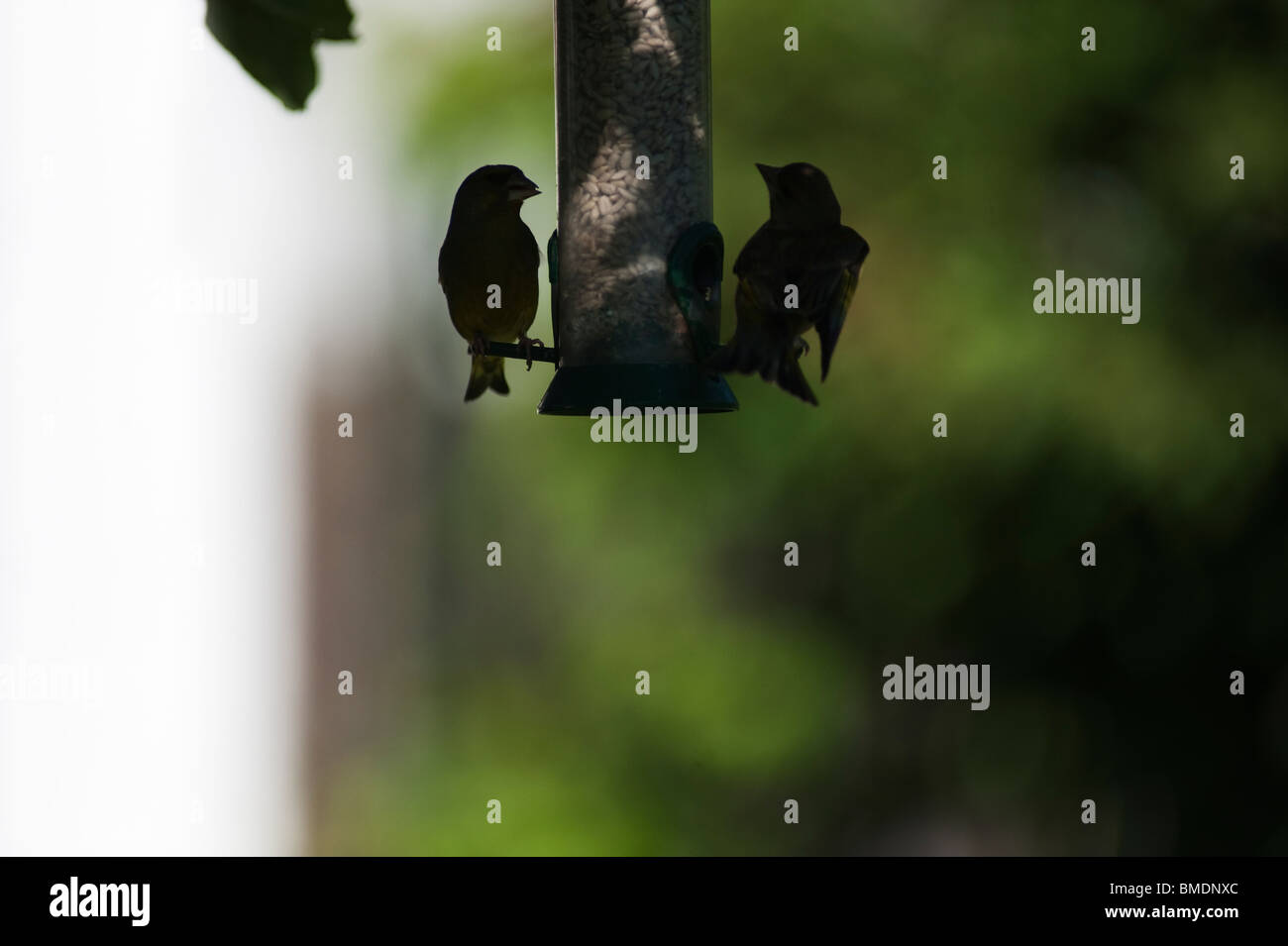 Due fringuelli in silhouette avanzamento sul giardino Bird Feeder Foto Stock