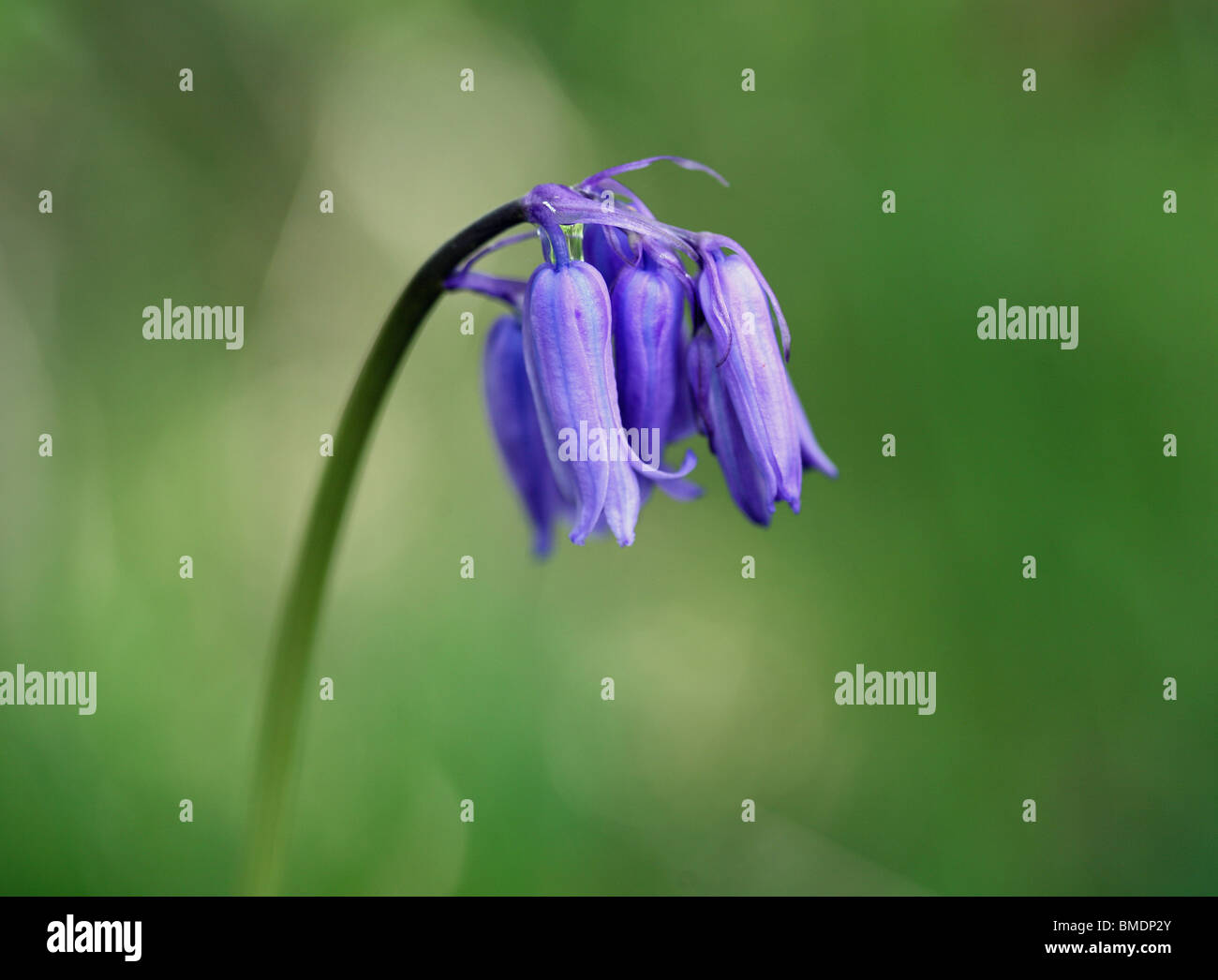 Primo piano di un Bluebell comune (Hyacinthoides non-scripta), Inghilterra, Regno Unito Foto Stock
