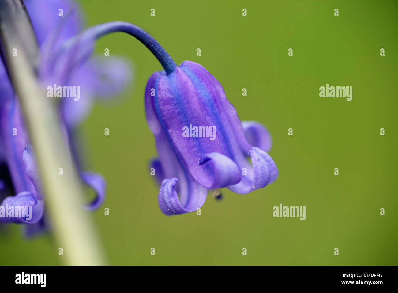 Close up di un unico Comune (Bluebell Hyacinthoides non scripta) fiore Foto Stock