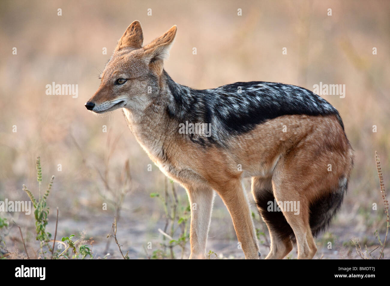 Un giovane maschio nero Backed Jackal (Canis mesomalas) in posa sottomesso. Chobe National Park in Botswana. Foto Stock