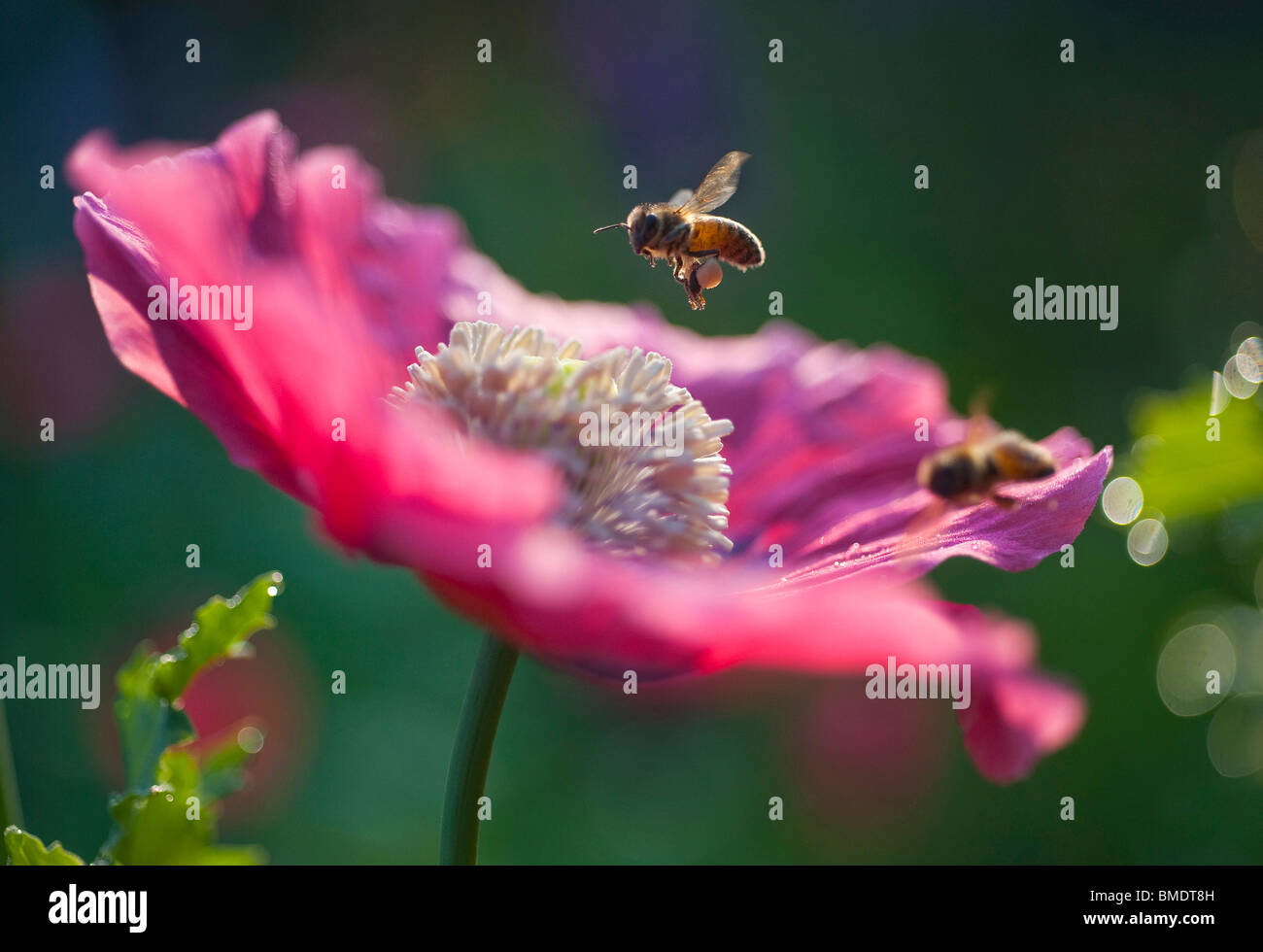 Un'ape vola attraverso la luce del mattino a terra su una rosa di papavero in un giardino. Foto Stock