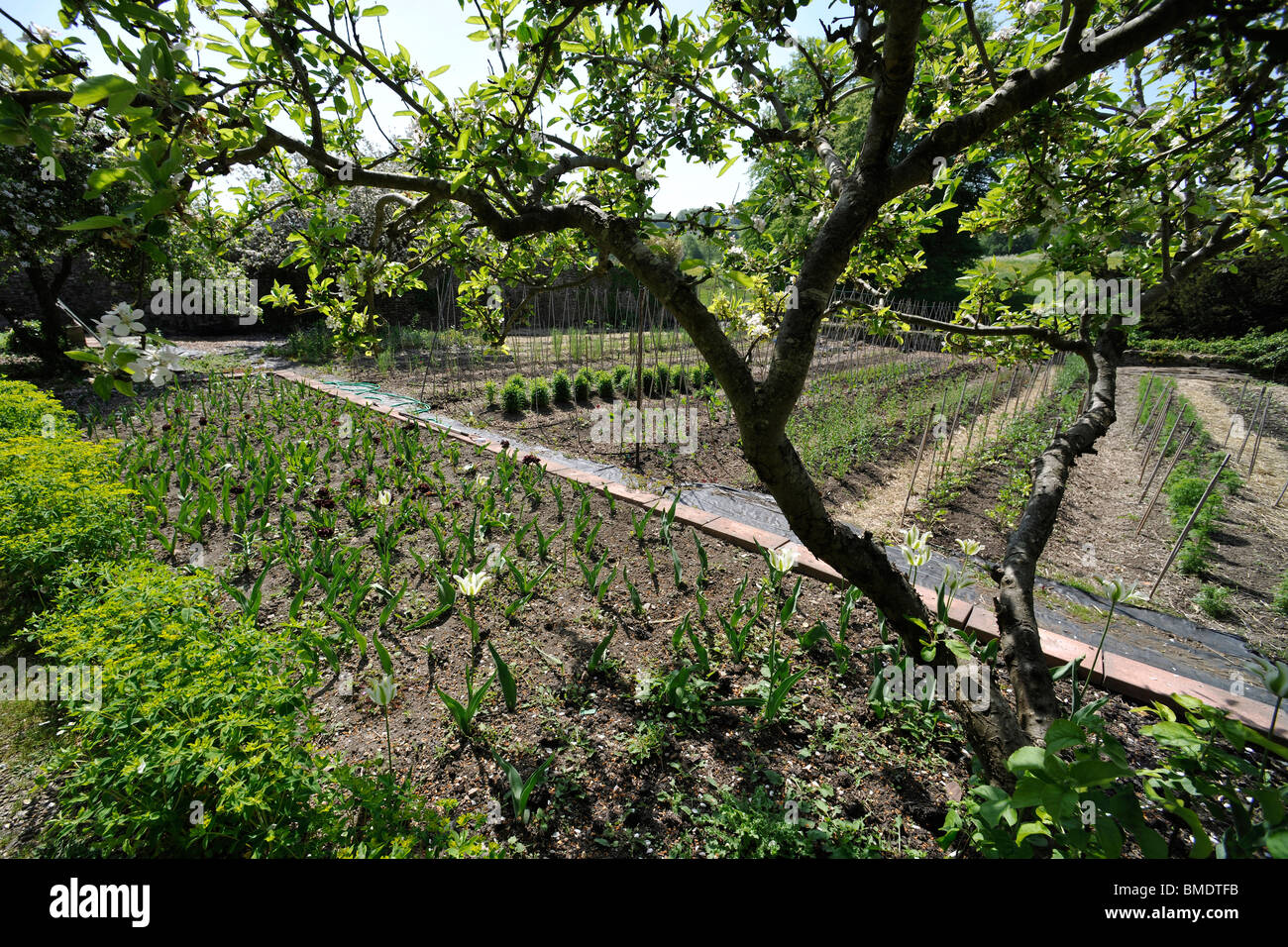 Riparto giardino in Mells, Somerset, Regno Unito Foto Stock