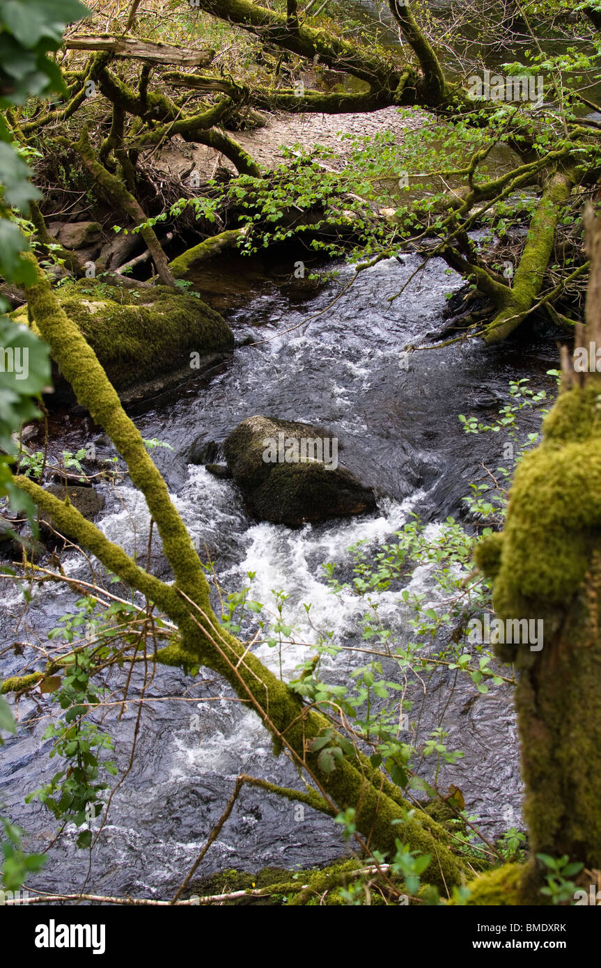 Fiume attraverso il bosco, Co.Cork, Irlanda Foto Stock
