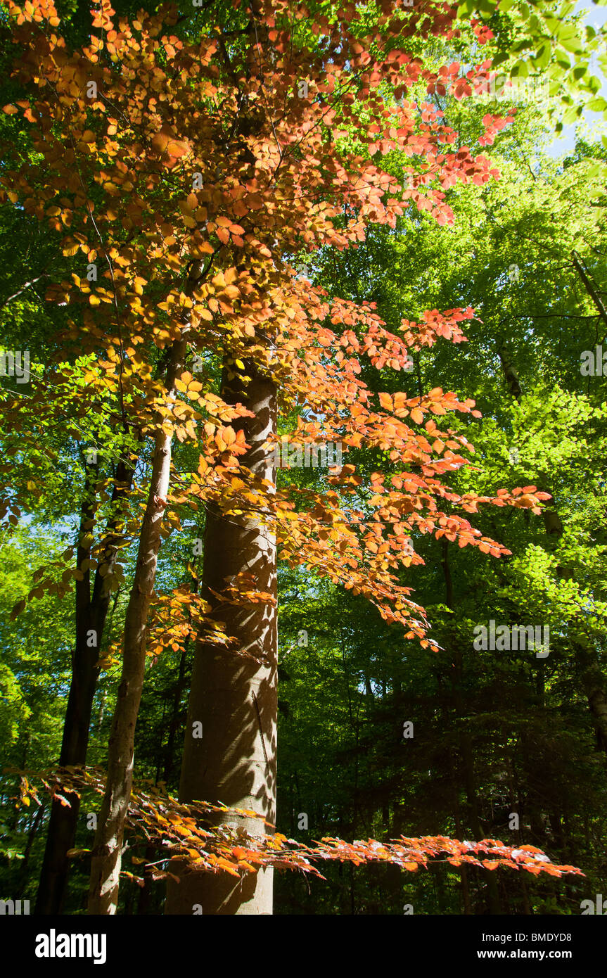 I colori della natura - foglie di svariate tonalità, visto a Starnberger See, Germania Foto Stock