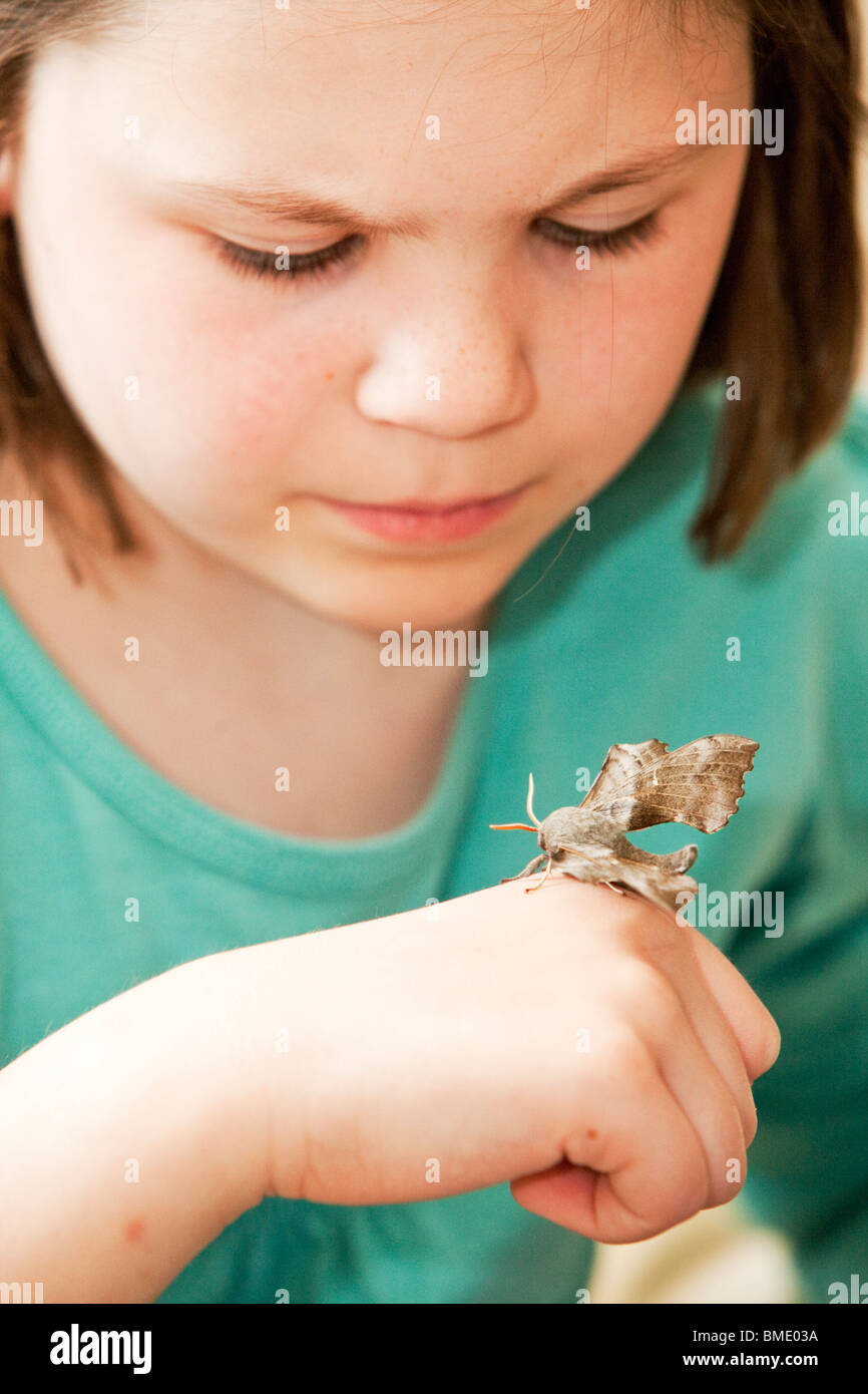 Ragazza giovane attentamente studiato un pioppo hawk moth sulla sua mano Foto Stock