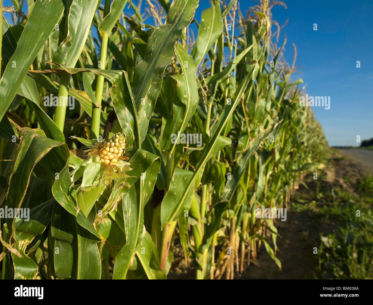 Un campo di grano in Bretagna, Francia. Foto Stock