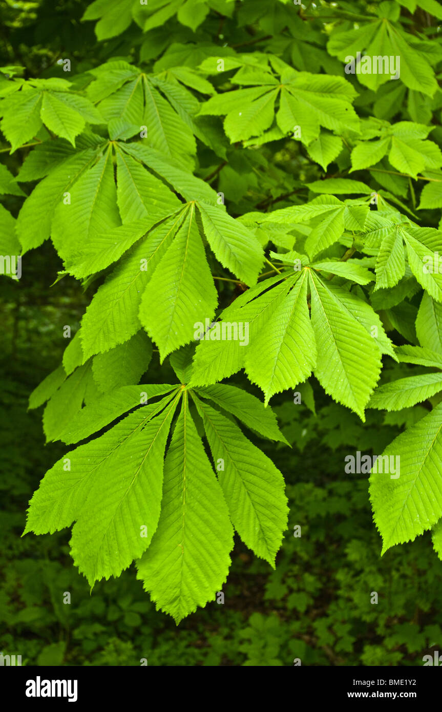 Giovani foglie di primavera dell'ippocastano (Aesculus hippocastanum Foto  stock - Alamy