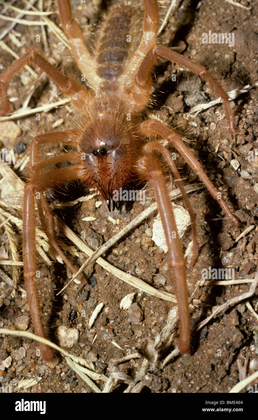 African camel spider, o vento spider, solifugo femmina (Solpuga sp.), Sud Africa Foto Stock