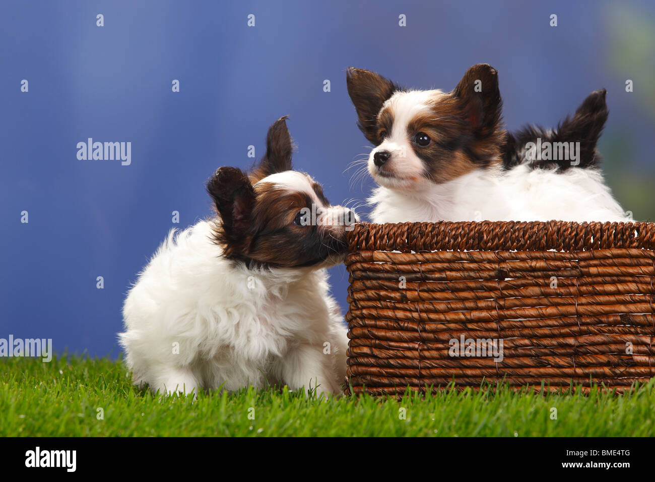 Papillons, cuccioli, 7 settimane / Continental Toy Spaniel, Butterfly cane, basket Foto Stock