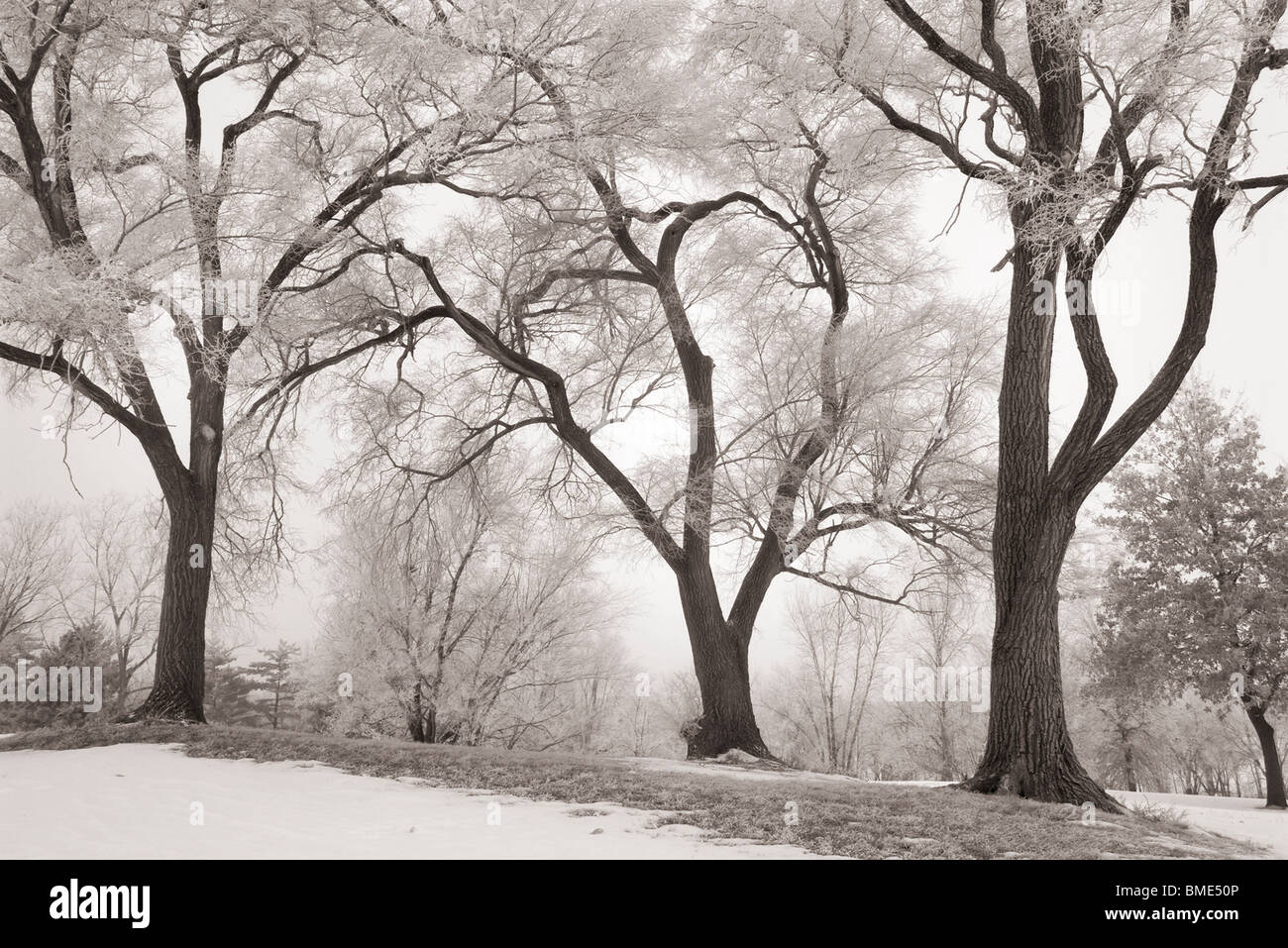 Tonalità seppia immagine in bianco e nero di alberi in un inverno trasformata per forte gradiente frost. Foto Stock