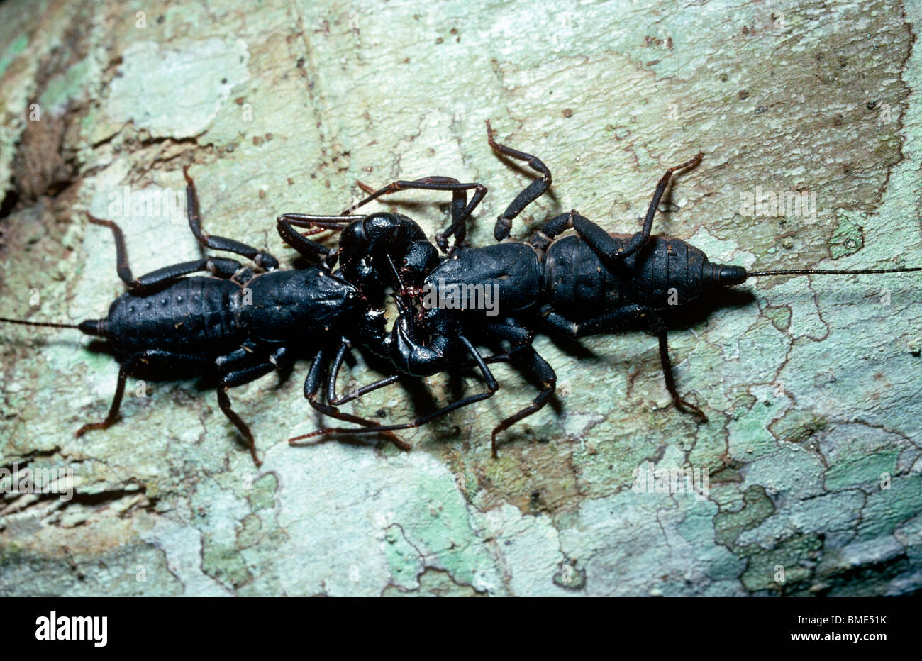 Frusta codato-scorpion (Uropygi), coppia corteggiamento durante la notte nella foresta pluviale di Sulawesi Foto Stock