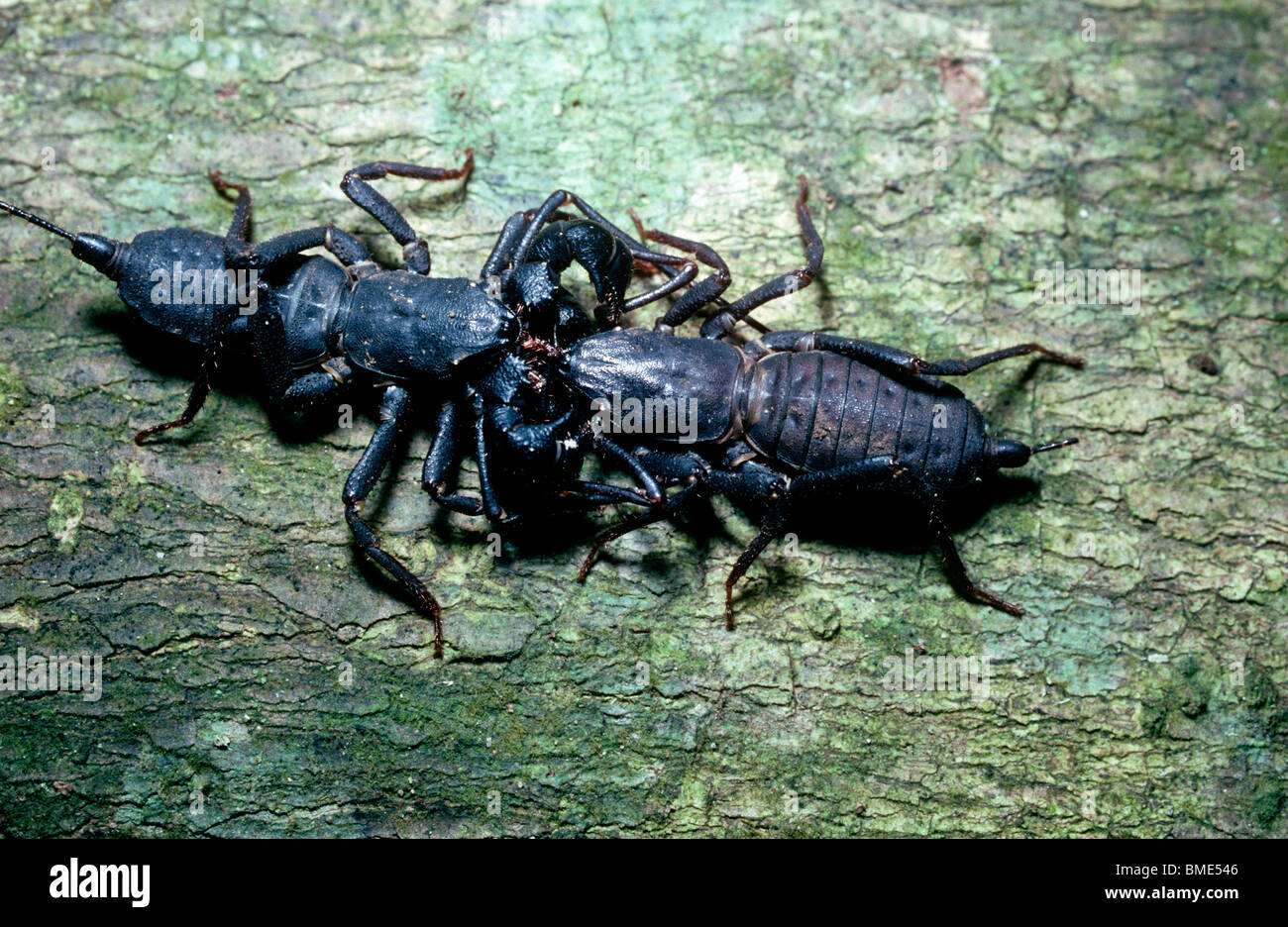Frusta codato-scorpion (Uropygi), coppia corteggiamento durante la notte nella foresta pluviale di Sulawesi Foto Stock
