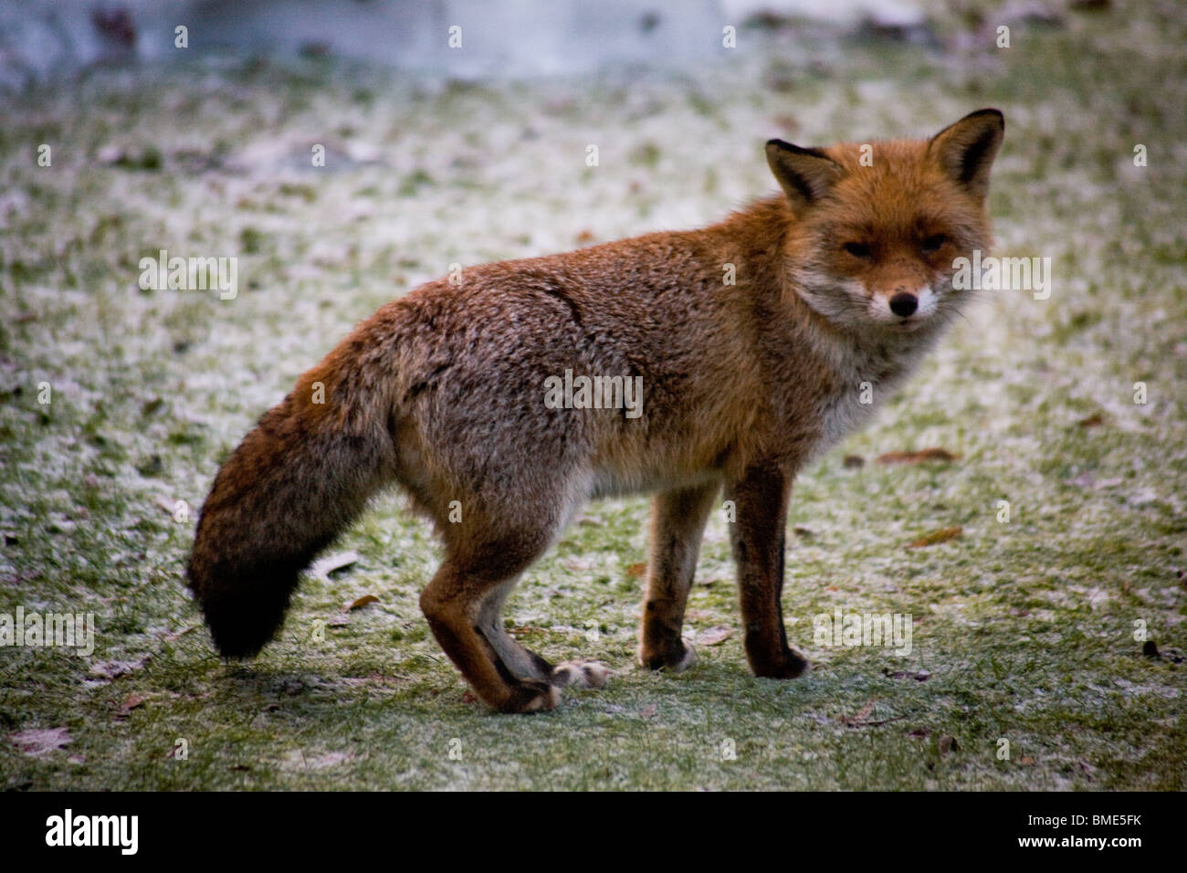 La volpe di accoppiamento giardino Kent REGNO UNITO LA FAUNA SELVATICA ANIMALI FOX STAGIONE VIXEN animale sessualmente attive paese urbano Foto Stock