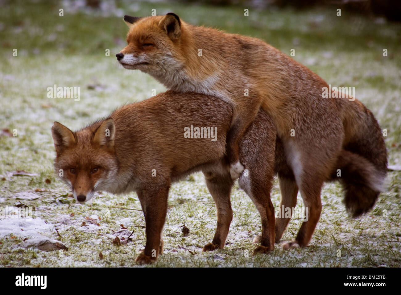 La volpe di accoppiamento giardino Kent REGNO UNITO LA FAUNA SELVATICA ANIMALI FOX STAGIONE VIXEN animale sessualmente attive paese urbano Foto Stock